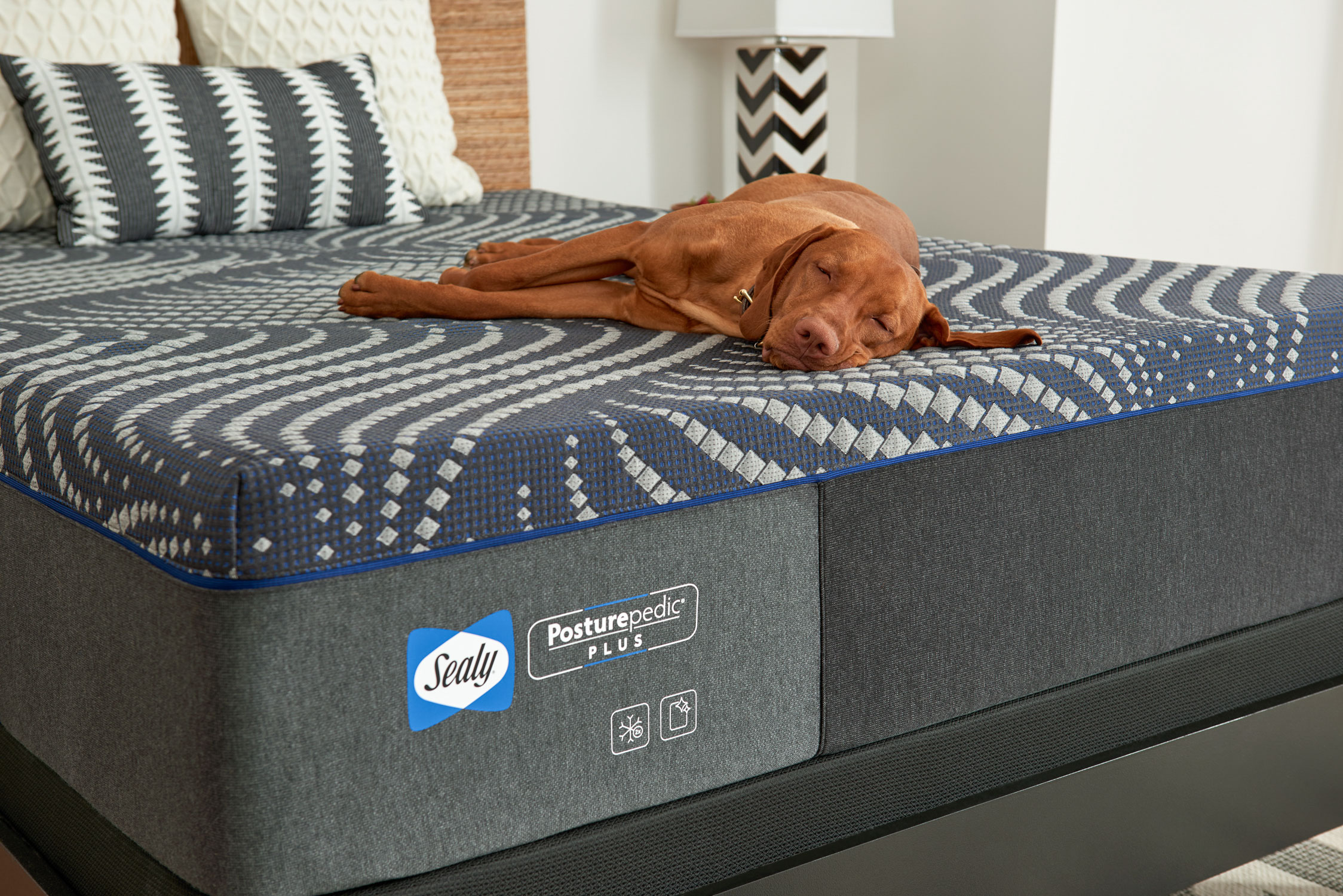 Dog on Sealy mattress